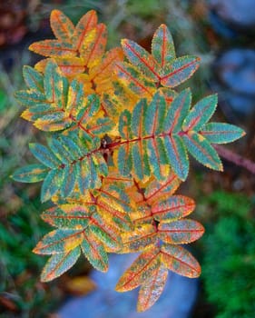 Colourful autumn leaves closeup