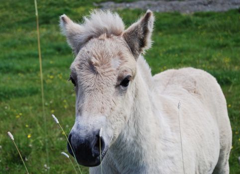 Fjord horse foal