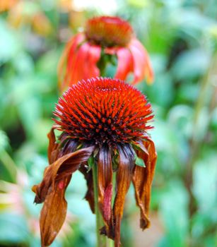 Echinacea fading closeup