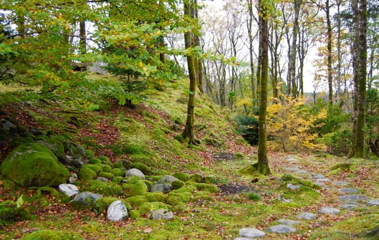 Path in the forest