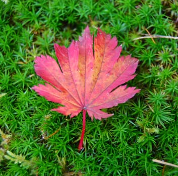 Autumn leaf on moss closeup