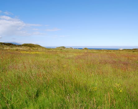 Summer meadow and blue sky