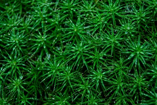 Green moss closeup