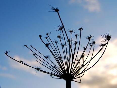 Dried plant against sky