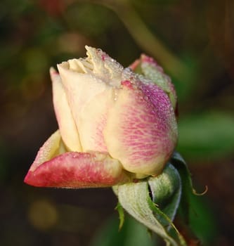 Dewy rose closeup