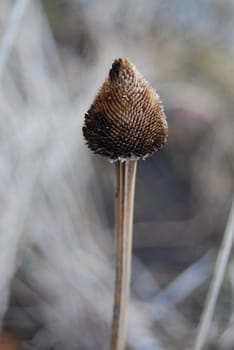 Faded flower closeup