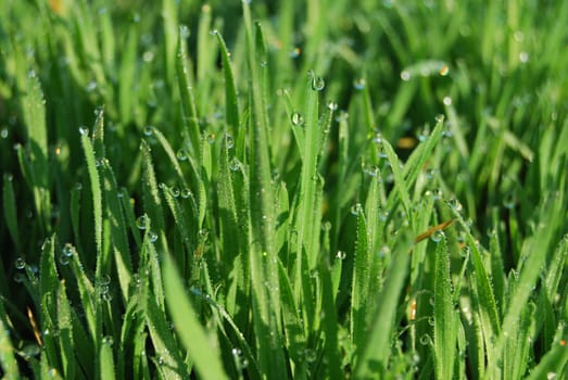 Dew on grass closeup