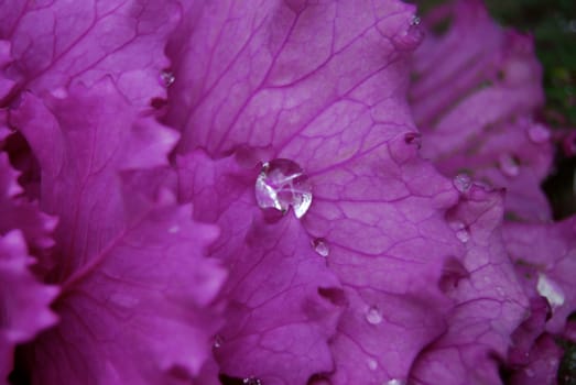 Droplet on Brassica closeup