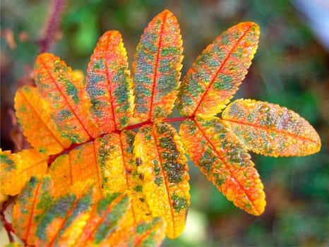 Colourful autumn leaves closeup