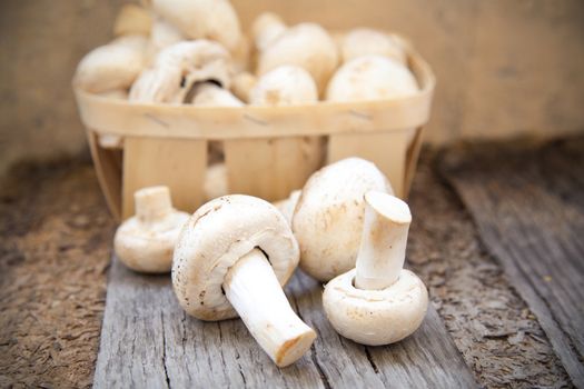 many raw fresh mushrooms on a wooden background