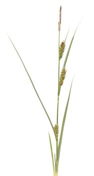 young grass (Carex hirta) on white background