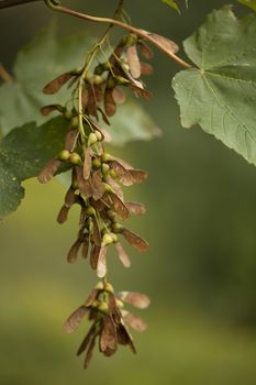 branch maple with leaves and seed