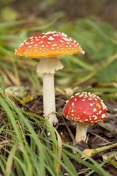 toxic toadstools (Amanita Parcivolvata) in the forest