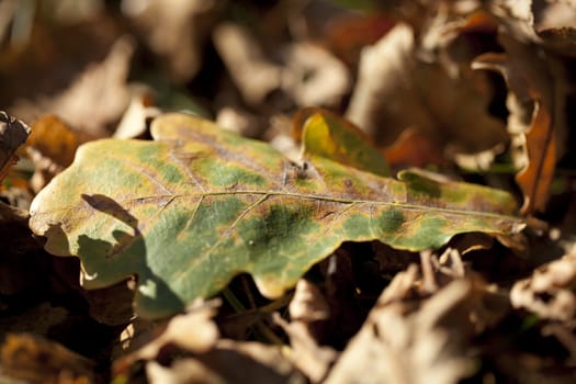  brown and green dry leaf as background