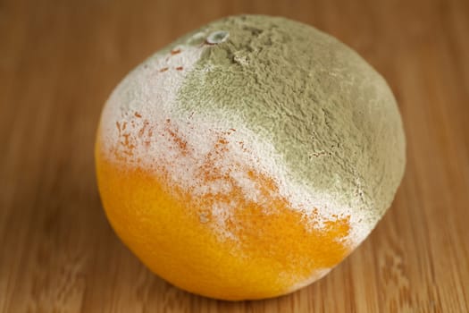 whole rotted mandarin on table in kitchen