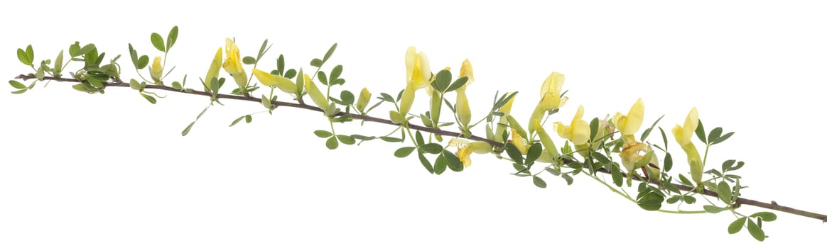 branch with yellow flowers on white background