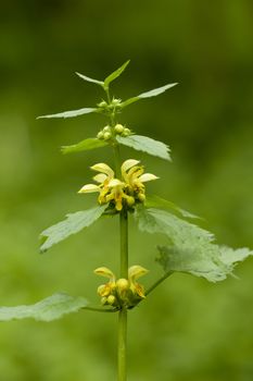 single flower (Galeobdolon luteum Huds) on meadow