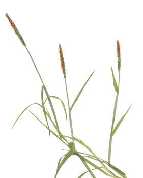 tuft grass(Alopecurus aequalis) on white background