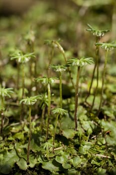 little green plant (Marchantia polymorpha) on moss