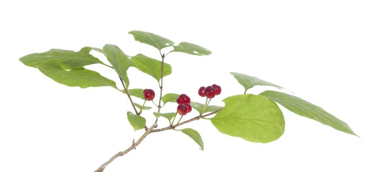 branch honeysuckle with red fruits on white