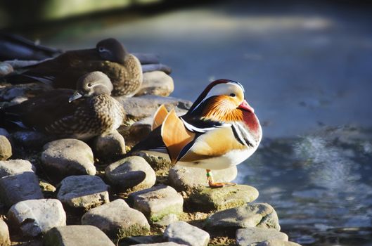 Photo of Mandarin Duck Near Water and Other Birds