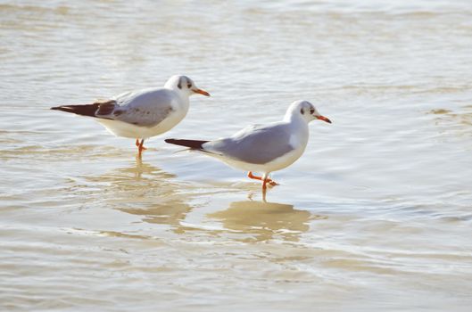 Two Seagulls in Sea Water Summertime