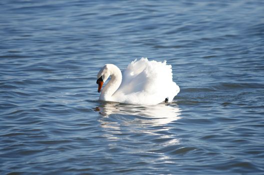 Single White Swan in Blue Water, Sunny day