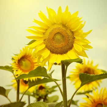 Yellow Sunflower Over Blue Sky in Sunny Summer Day 