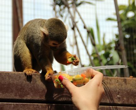 Funny monkey eats food from the hand of the girl.