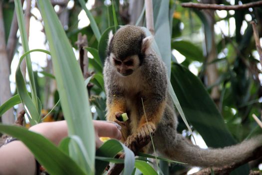 Funny monkey eats food from the hand of the girl.