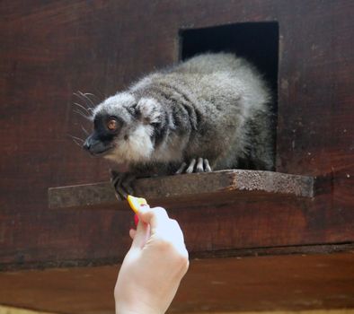 Funny lemur eats food from the hand of the girl.