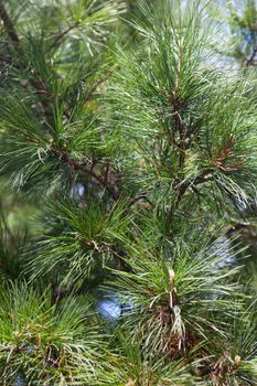 Closeup of the pine buds and needles.