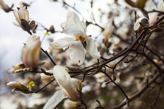 White flowers of the magnolia tree in early spring.