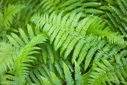 Beautiful green fern stems and leaves (Pteridophyta)