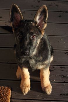 Beautiful German Shepherd puppy on brown terrace