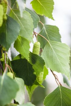 Green leaves and catkins of the birch tree