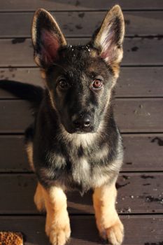 Beautiful German Shepherd puppy on brown terrace