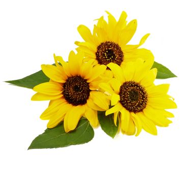 Arrangement of Three Beauty Sunflowers with Leaves isolated on white background