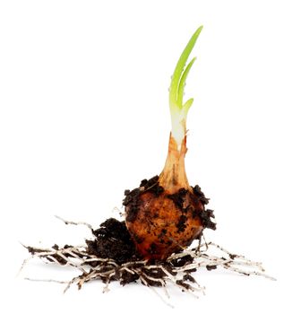 Planting Spring Onion Bulb with Green Sprouts and Land Dirties on white background