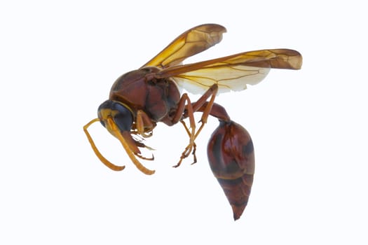 Thai brown wasp in white background