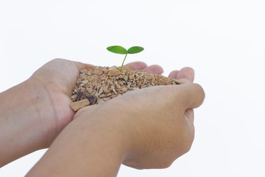 Human hands holding green small plant new life concept, isolated on white background