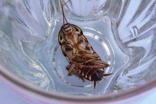A dead cockroach in a bottom of a water glass