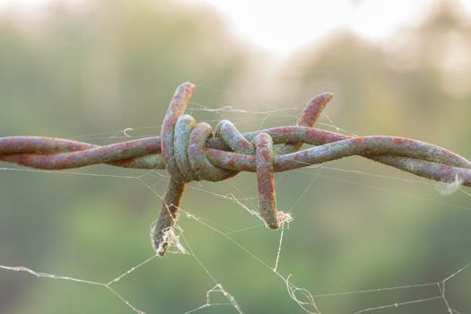 rusty barbed wire with spiderweb