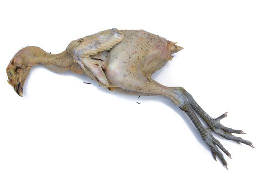 boiled chicken on a white background