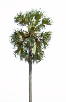 palm tree isolated on white background