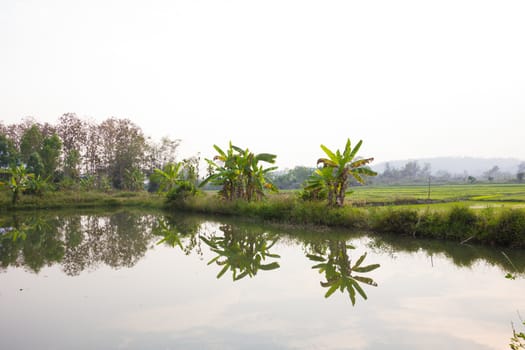 small lake near bananatree and rice field in Thailand