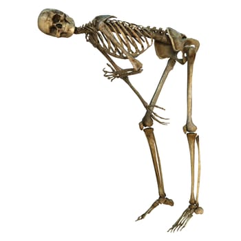 3D digital render of a human skeleton doing sport isolated on white background