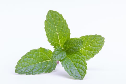 Thai fresh mint close up on white background