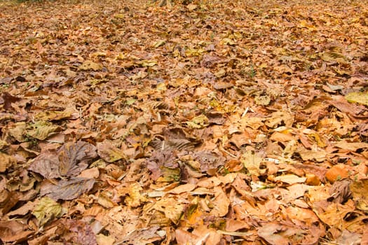 colorful fallen dried  leaves on the ground