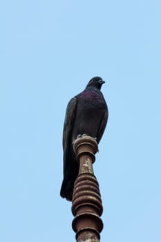 Single pigeon standing on a wood in blue sky background